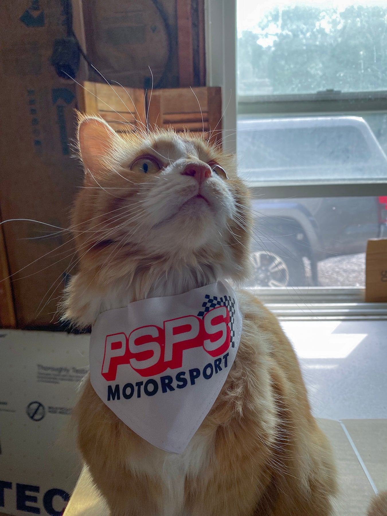 cool cat bandana orange long hair